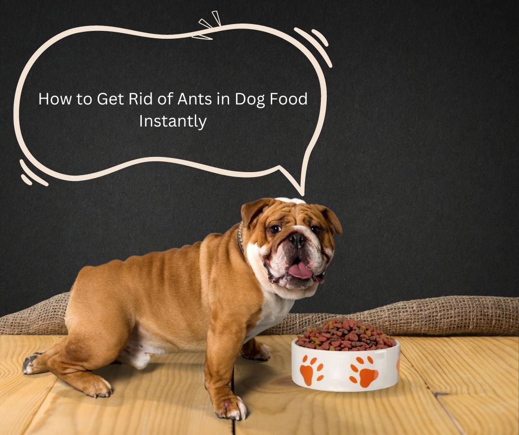 How to Get Rid of Ants in Dog Food