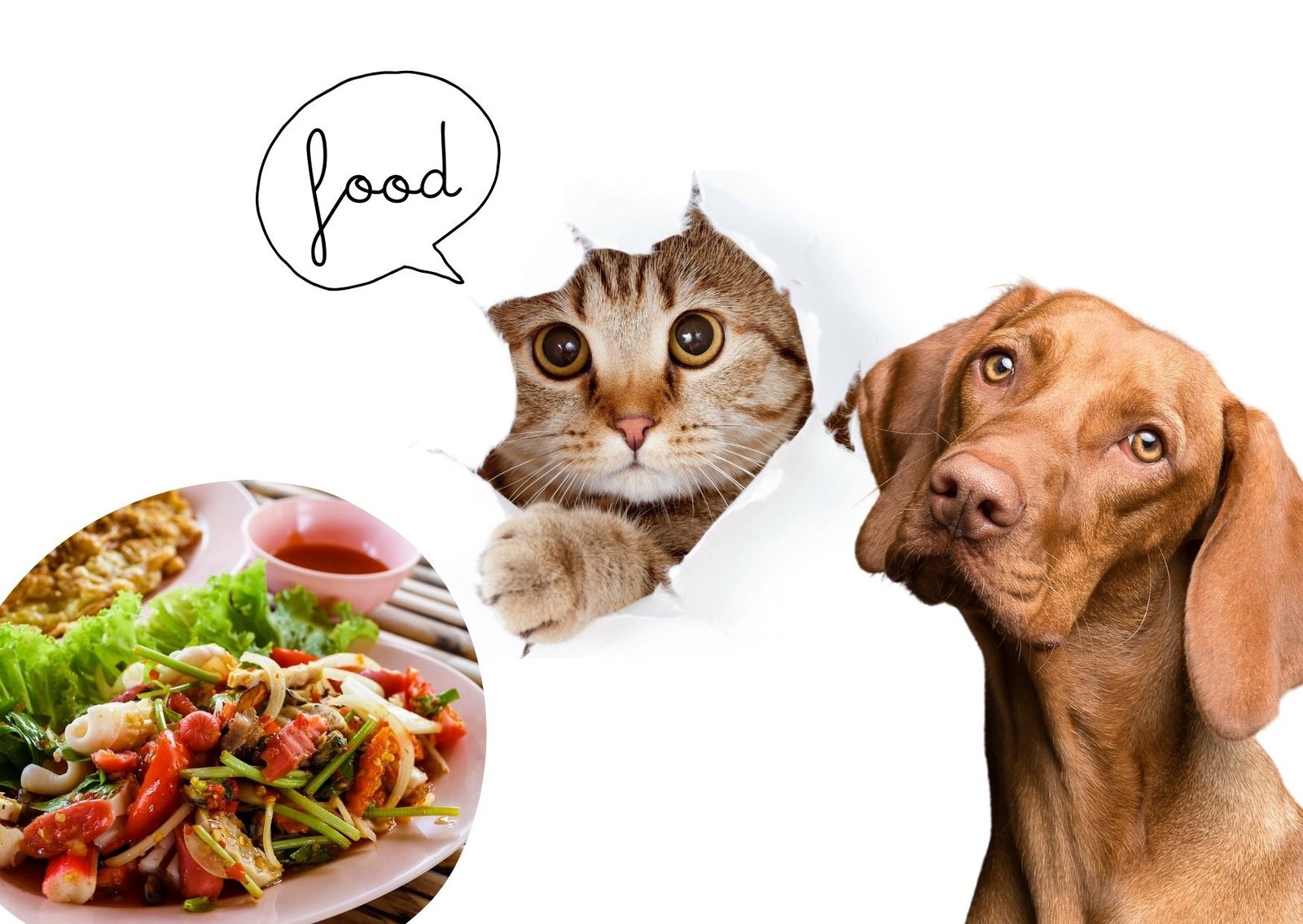 Find Out How to keep Cat Food away From Dog