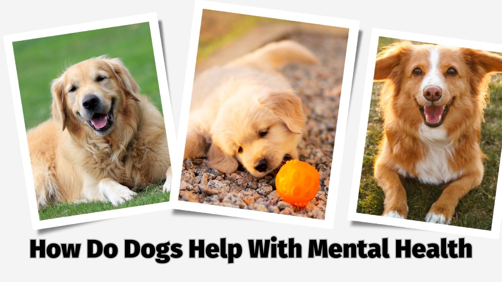 How Do Dogs Help With Mental Health