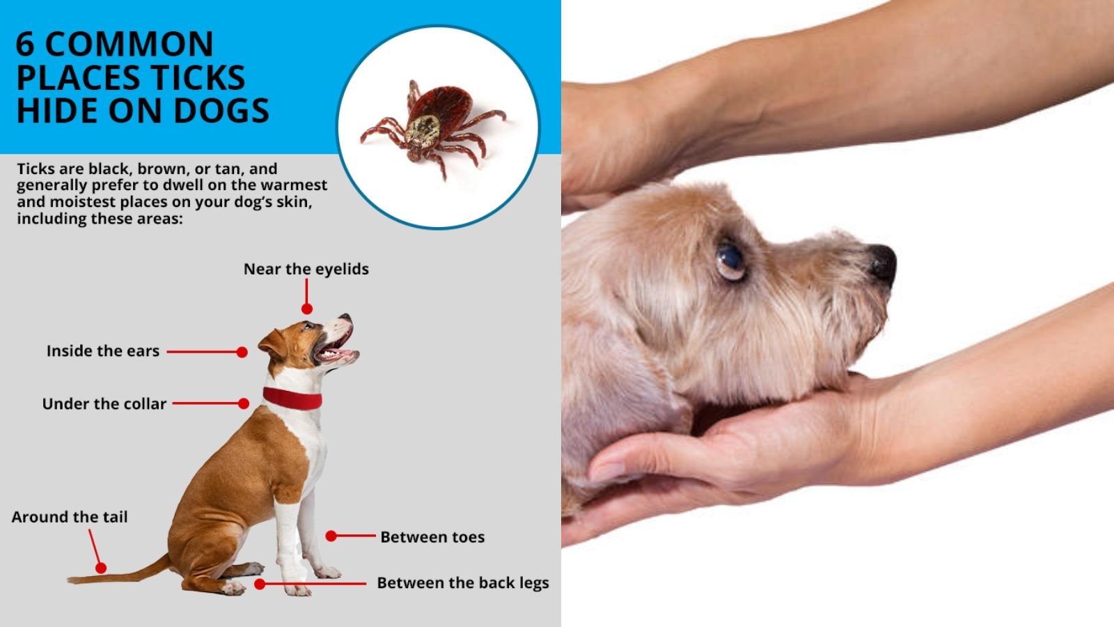 How Do I Know If My Dog Has Lyme Disease