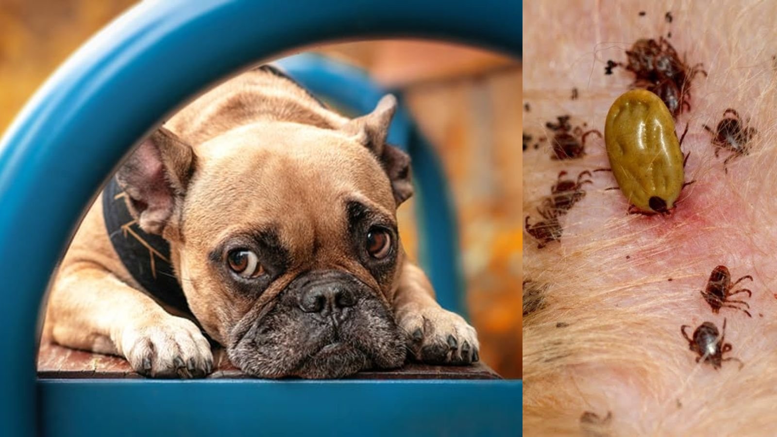 How Do You Know If Your Dog Has Lyme Disease