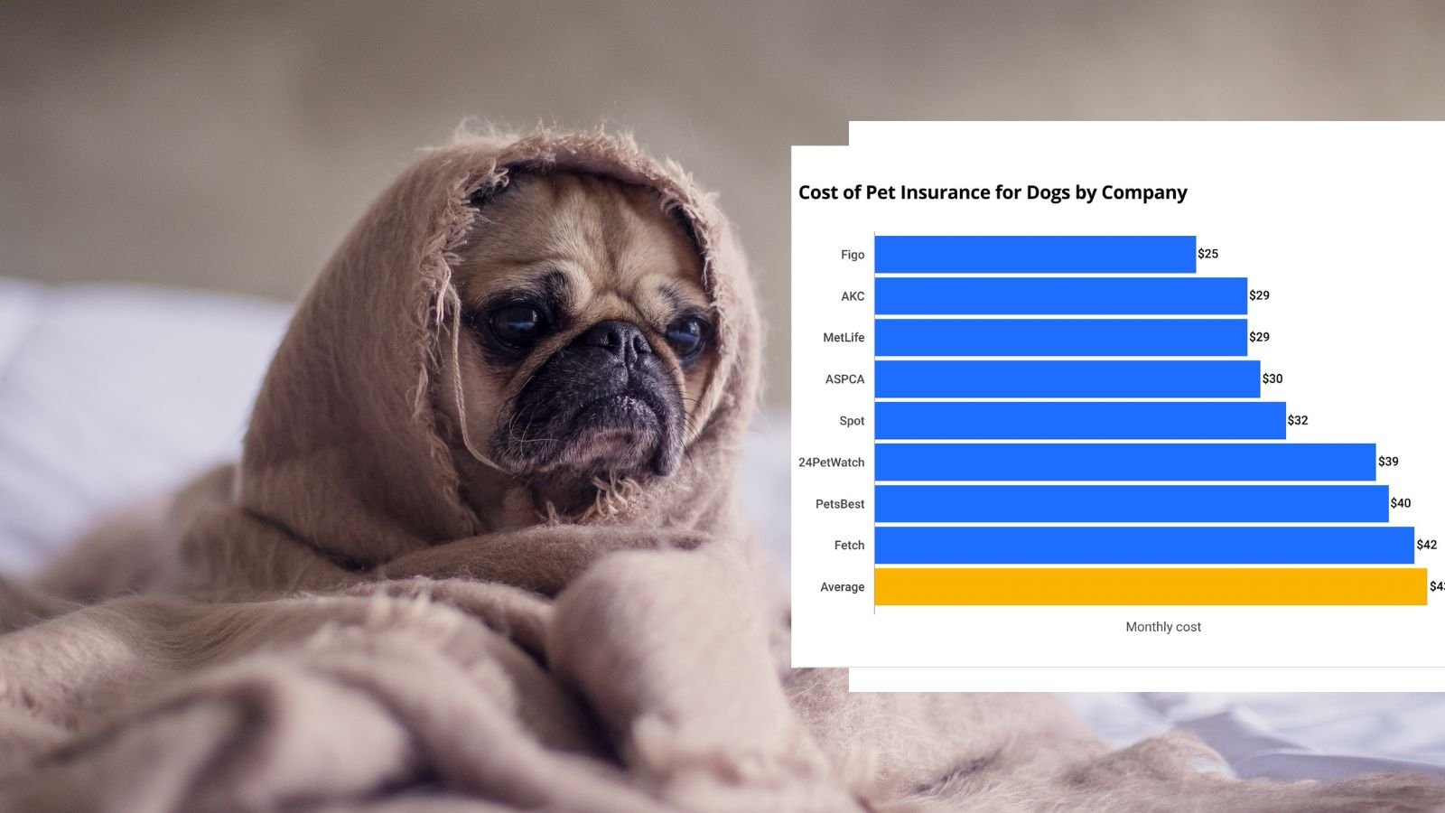 How Much is Dog Health Insurance