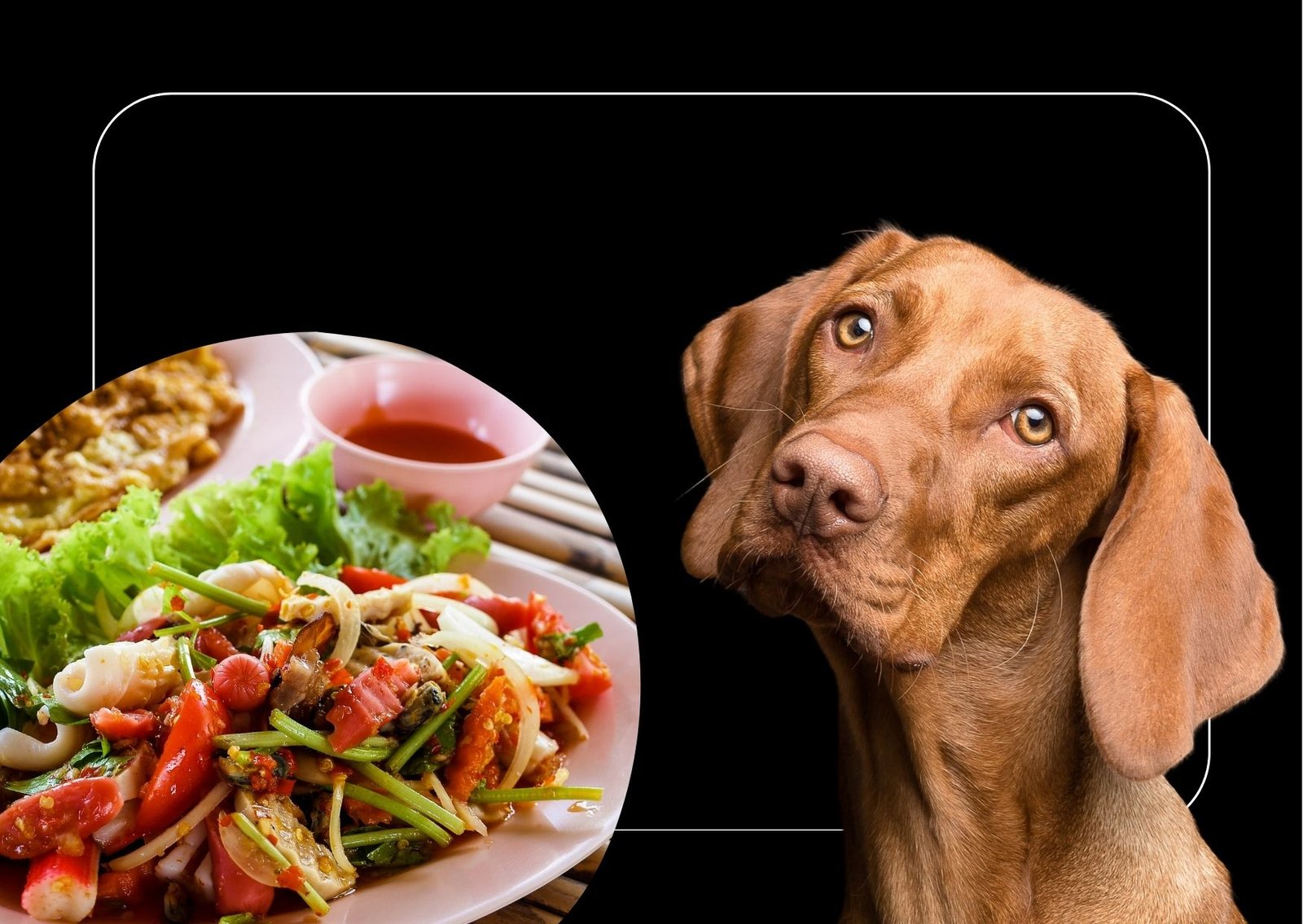 How Long is Dog Food Good for?