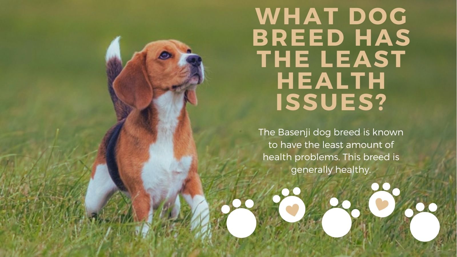 What Dog Breed Has the Least Health Issues