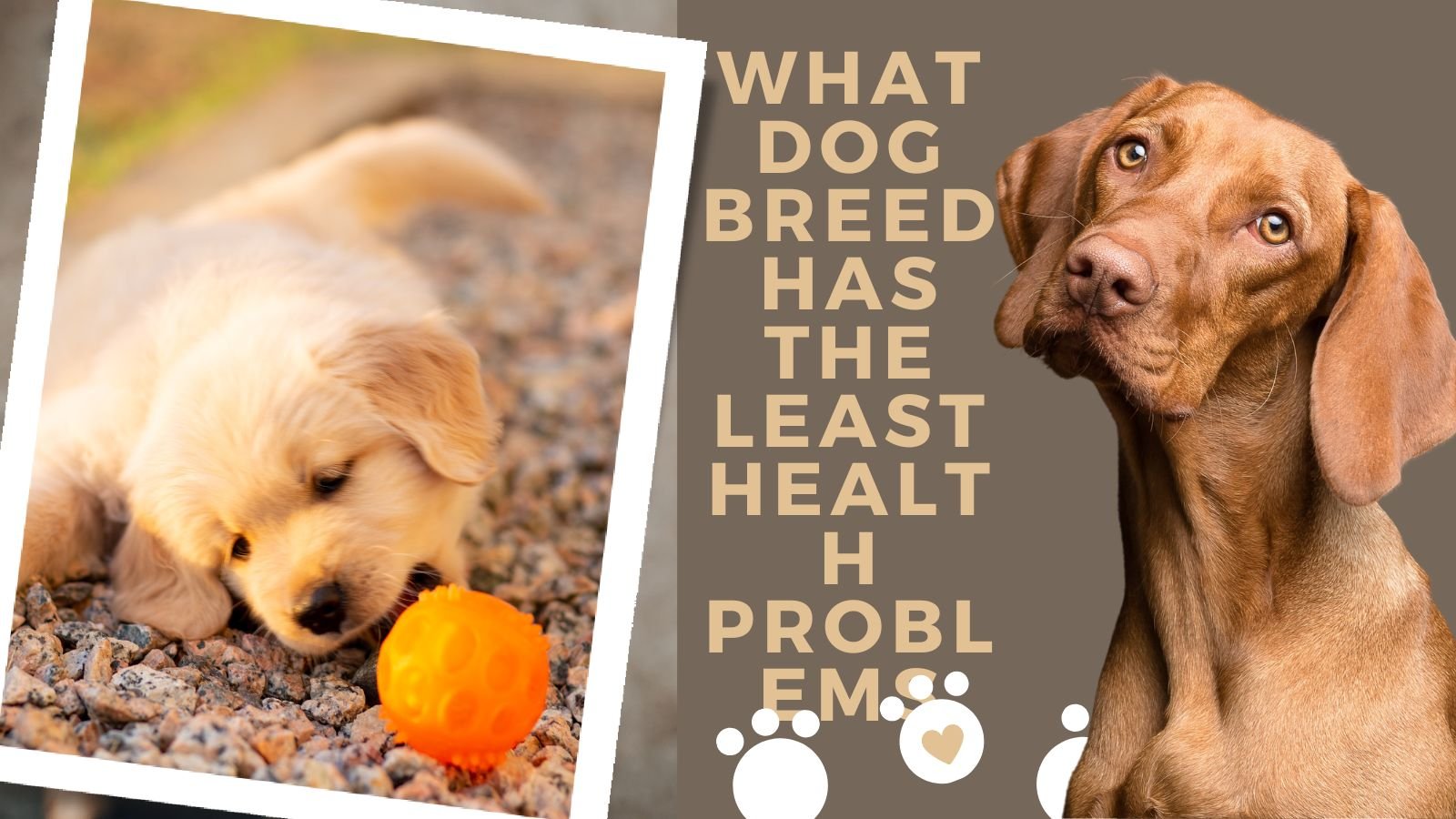 What dog breed has the least health