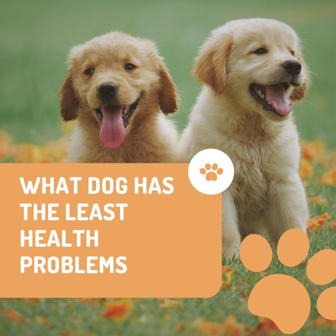 What Dog Has the Least Health Problems