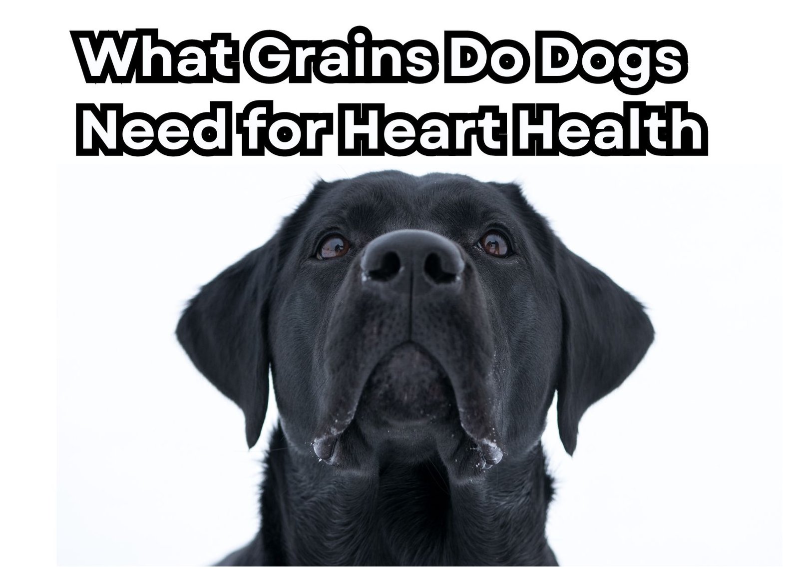 What Grains Do Dogs Need for Heart Health