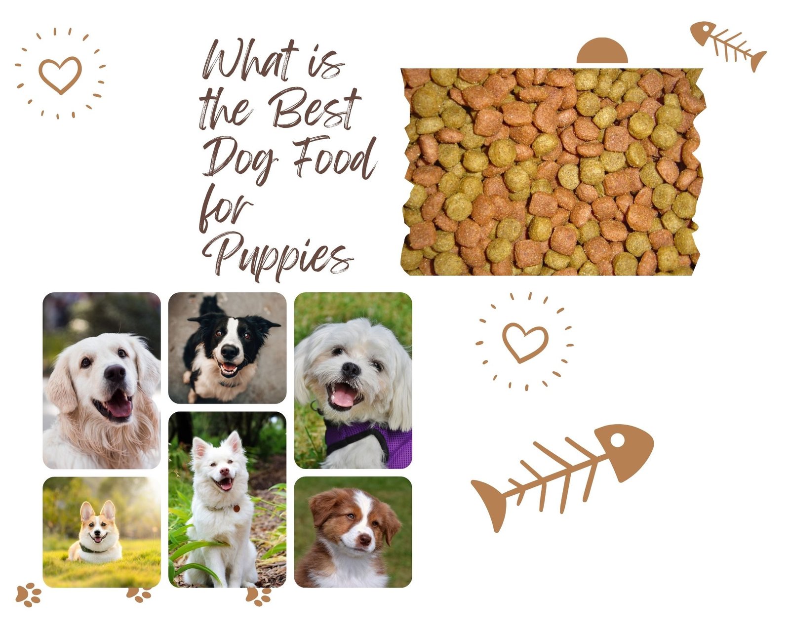 What is the Best Dog Food for Puppies