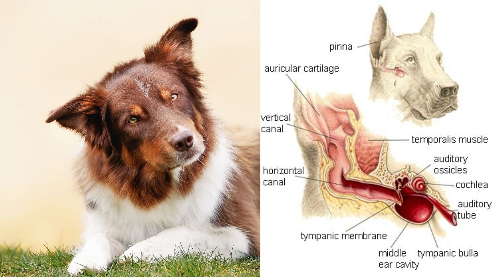 What to Feed a Dog With Vestibular Disease