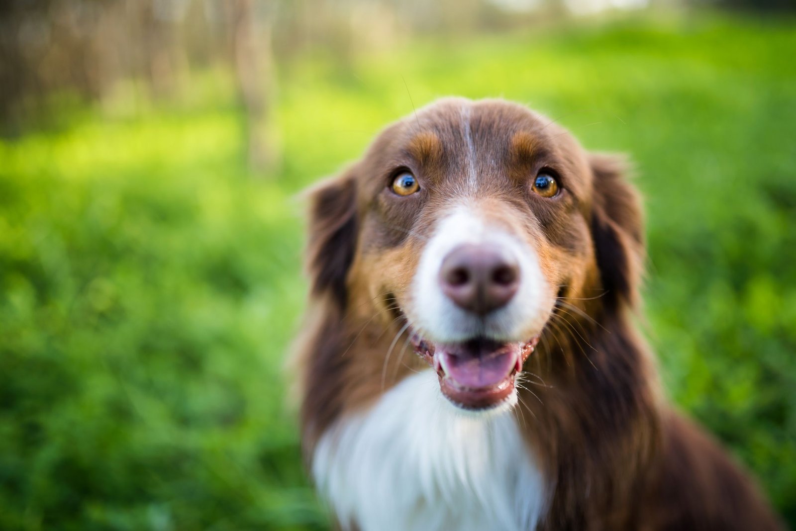 What Dogs Have the Least Health Issues? Top Hardy Breeds