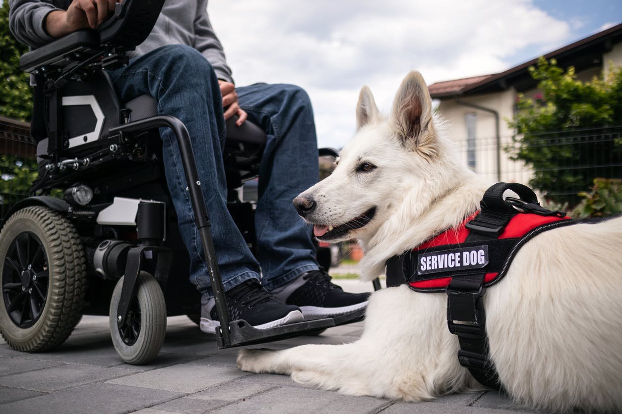 Does Health Insurance Cover Service Dogs? Unveiled Truths