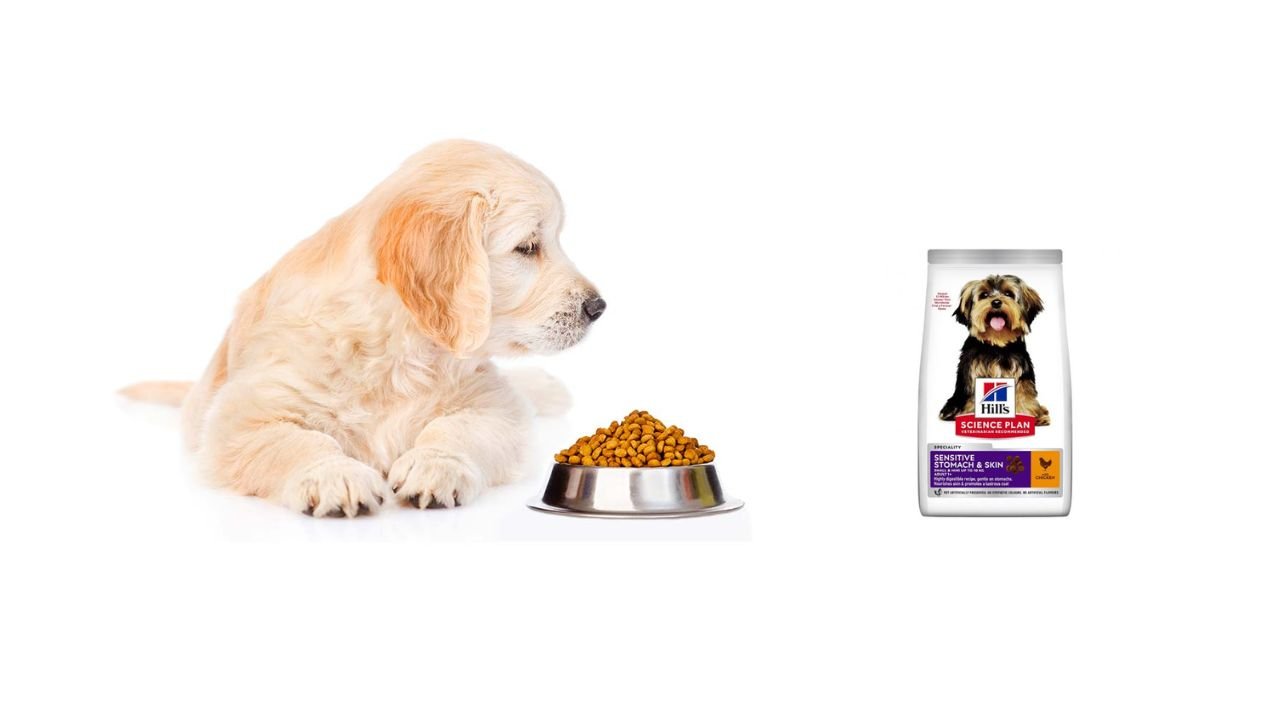 Best Dog Food Golden Retriever Puppy
